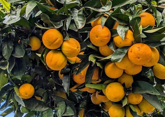 La Bodeguita Byinmoviva7 Tatil Evi Icod De Los Vinos