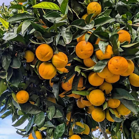 La Bodeguita Byfwtrealestate 別荘 イコー・デ・ロス・ビノス